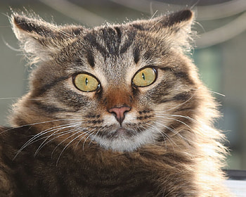 Cautious cat, sweet, animal, kitten, brown, cat HD wallpaper