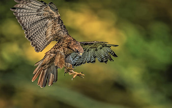 Predatory bird, Red tailed hawk, High definition HD wallpaper