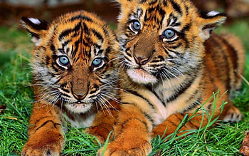 Animals, Tigers HD wallpaper