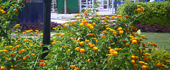 Lantana, nature, flowers HD wallpaper
