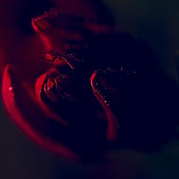 Drops, Macro, Dark, Petals, Tulip HD phone wallpaper