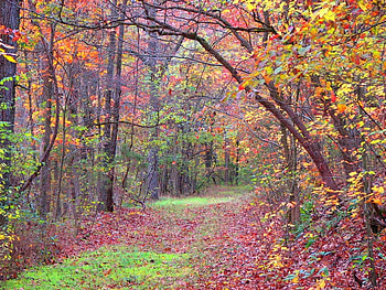 Spring State Park, Ozark Mountain, autumn, forest, tree, path HD wallpaper
