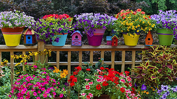 Colorful Flowers, colors, fence, blossoms, pots, garden HD wallpaper