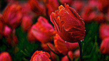 Red blooming Tulips, Flowers, Tulips, Gorgeous, Drops HD wallpaper