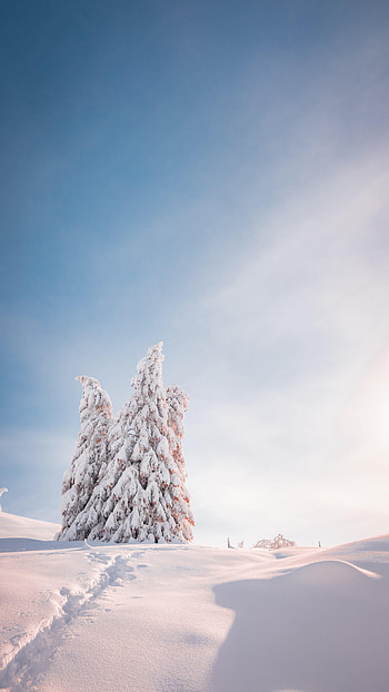 Winter, Nature, Trees, Snow, Fir-Trees, Shine, Light HD phone wallpaper