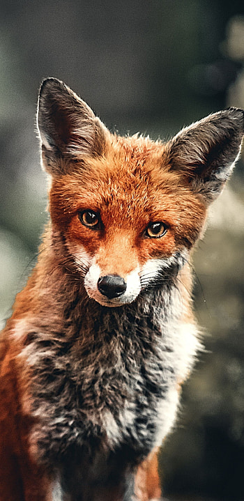 Red fox, Baby Animal HD phone wallpaper