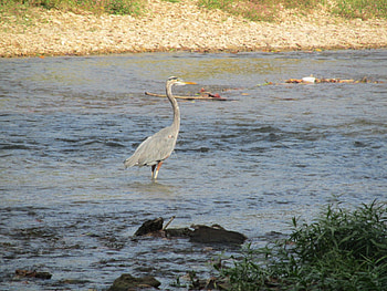 Blue Heron below War Eagle Mill, outdoors, nature, graphy, brds HD wallpaper