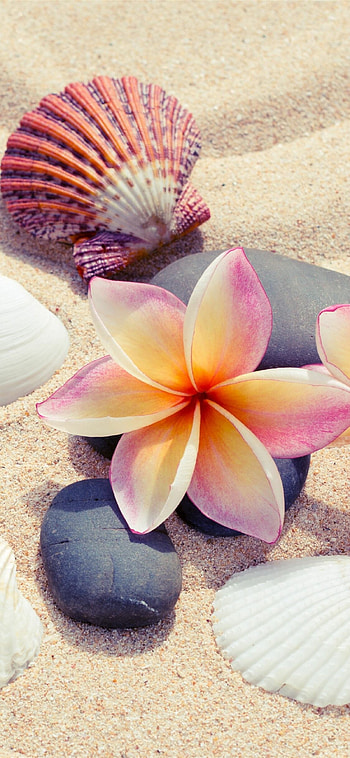 Frangipani , Top-quality backgrounds, Exquisite beauty, Floral charm HD phone wallpaper
