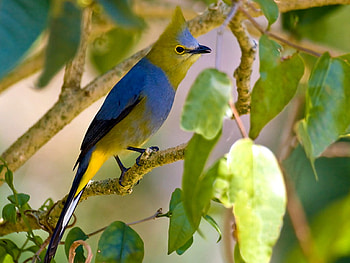 Long Tailed Flycatcher, bird, , flycatcher, beautiful, long tailed HD wallpaper
