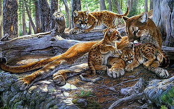 Pumas, babies, mother, wood HD wallpaper