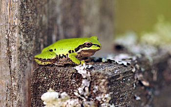 Animals, Wood, Sit, Tree, Frog HD wallpaper
