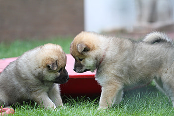 Animals, Dogs, Playful, Puppies, Eurasier, Eurasian, Oirazier, Oyrazier HD wallpaper