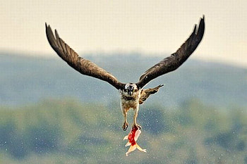 Eagle w Hunt, cool, eagle, hunt HD wallpaper
