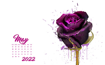 2022 May Calendar, 4к, maroon grunge rose, 2022 spring calendars, 2022 concepts, roses, May 2022 Calendar HD wallpaper