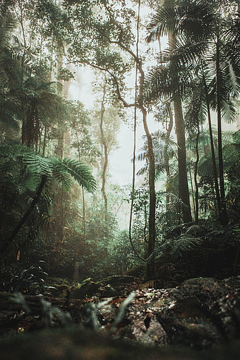 Nature, Trees, Forest, Jungle, Creepers, Vines HD phone wallpaper