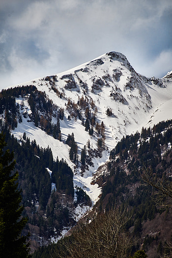 Nature, Trees, Snow, Mountain, Vertex, Top HD phone wallpaper