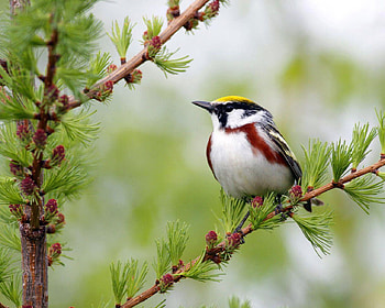 Bird, nature, birds, animals, tree HD wallpaper