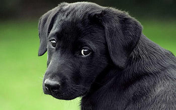 Animals, Dogs HD wallpaper