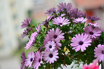 Close-up of vibrant purple daisies in full bloom during spring in an outdoor garden setting. HD wallpaper