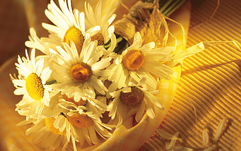 daisy, bouquet, white, beautiful HD wallpaper