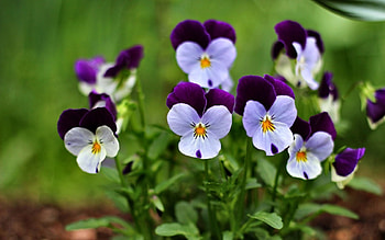 Pansies, graphy, floral, beautiful, romance, beauty, wide screen, flower, love HD wallpaper