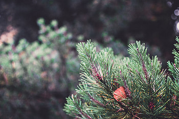 Macro, Blur, Smooth, Sheet, Leaf, Fir, Spruce, Christmas Tree, Thorns, Prickles HD wallpaper