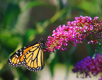 On the edge, pink, monarch, orange and black, butterfly, flower, purple flower HD wallpaper