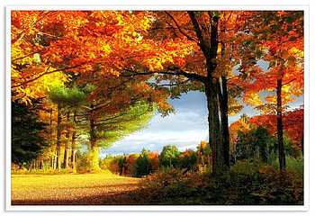 Autumn Trees, trees, autumn, beautiful HD wallpaper
