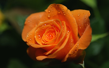 Plants, Flowers, Roses HD wallpaper
