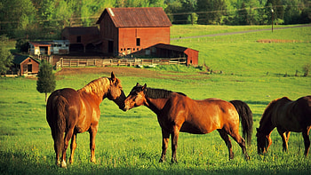Farm animal , Adorable and cute, Heartwarming , Farmyard companions HD wallpaper