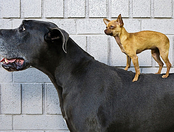 Funny dogs, dog, animals, cute, funny, adorable, pet HD wallpaper