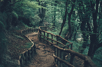 Dirt road, pathway, fence, forest, nature HD wallpaper