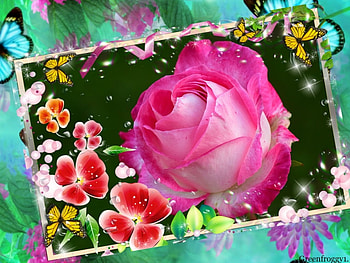 PRETTY PINK ROSE, PRETTY, ROSE, FRAMED, PINK HD wallpaper