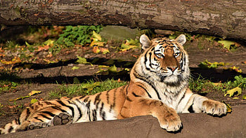 Tiger Is Lying Down On Stone In Tree Trunk Background Tiger HD wallpaper