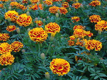 Beauty of nature, nature, flowers HD wallpaper