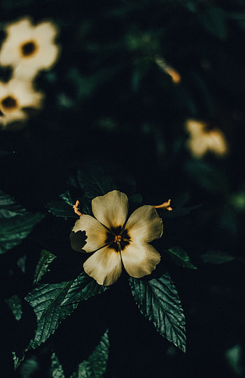 Flower, Macro, Petals, Bloom, Flowering, Shadows HD phone wallpaper