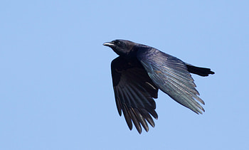 Corvus brachyrhynchos, Crows HD wallpaper