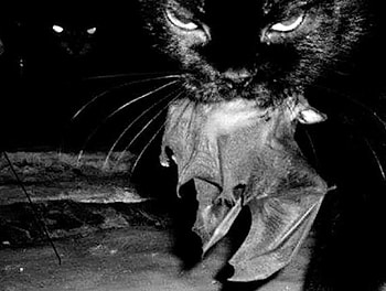 Cat with a bat, black, one, dark, more HD wallpaper