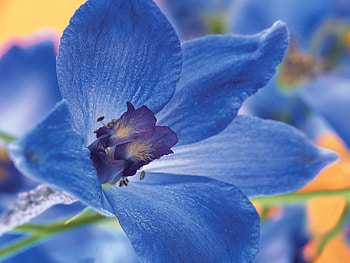 Plants, Flowers HD wallpaper