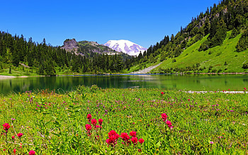Gifford Pinchot National Forest, forest, serenity, lake, tranquility, Washington, grass, meadow, beautiful, mountain, wildflowers, reflection, greenery HD wallpaper