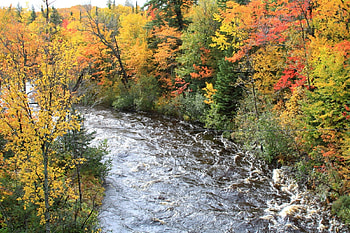 Colourful Tree, river, colourful, leave, forest HD wallpaper