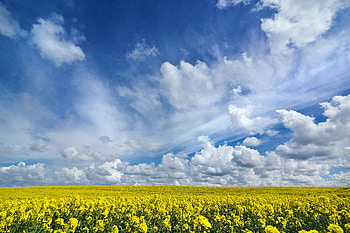 Nature, Flowers, Horizon, Field HD wallpaper