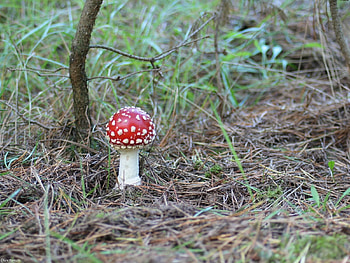 Nature, Grass, Land, Earth, Mushroom, Prickles, Thorns, Poisonous, Fly Agaric HD wallpaper