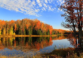 Forest Autumn, Forest, Trees, Lake, Reflection, Autumn HD wallpaper