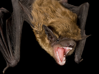 Evening bat, Bats HD wallpaper