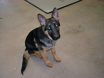 Bullet at 4 mos, dog, cute, german shepherd, ears HD wallpaper