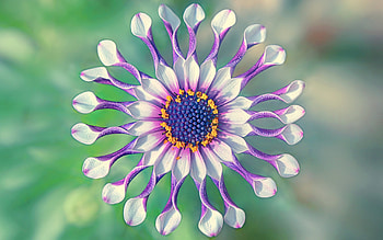 Passiflora, purple, white, flower, green, nature, macro HD wallpaper