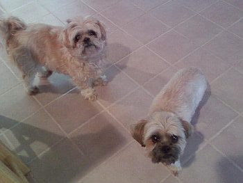 Tedisoo and Samantha, shih tzus, samantha, animals, dogs, tedisoo HD wallpaper