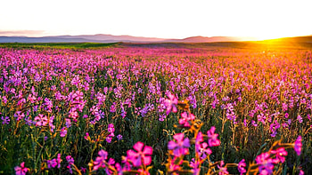 Wildflower field, , Nature's canvas, Blossoming meadow HD wallpaper