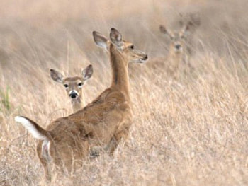 Playing In The Field, deer, field, animals, other, nature HD wallpaper